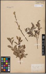Salix aurita L. x Salix repens L.